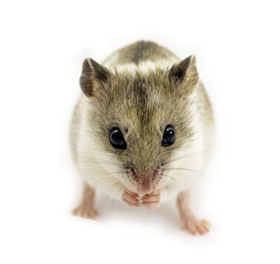 hamster-scaled-e1664180734582-400x378